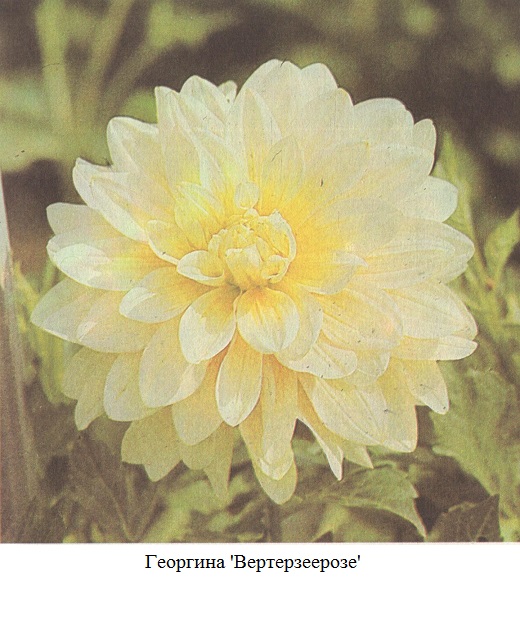 фото Георгина 'Вертерзеерозе' 